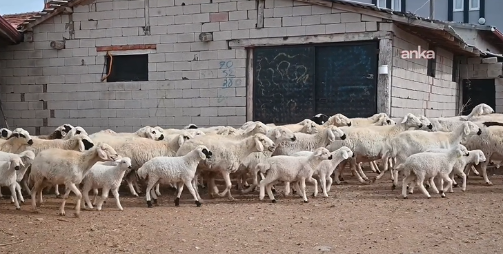 Bölgede hayvancılığa can suyu: Devlet besicilere hayvan dağıttı - Resim: 17