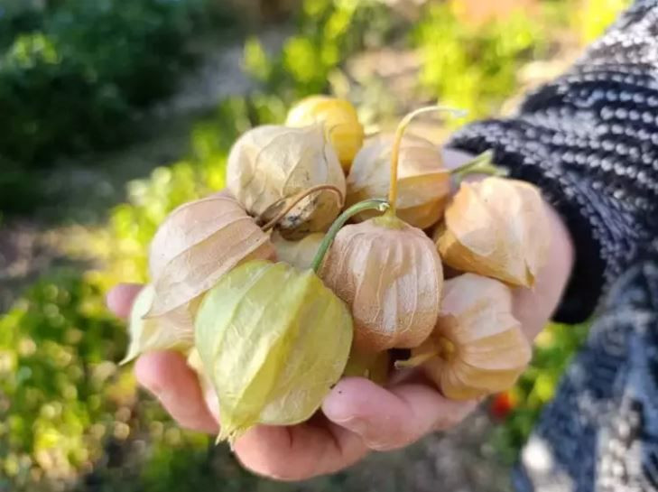 Şehirden köyüne dönüp altın çilek ekti, bir yılda evini ve arabasını aldı - Resim: 8