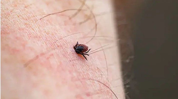 Prof. Dr. Çetin uyardı: Yoğun yağışlı kış keneleri çoğaltabilir: Bahar alarmı verildi - Resim: 2