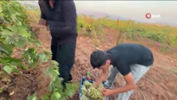 Bağlarda hasat başladı: Kilosu 70 liradan satılıyor - Resim: 11