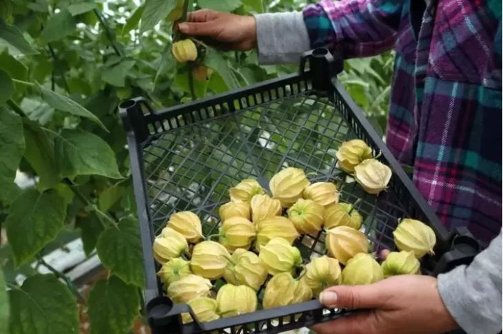Şehirden köyüne dönüp altın çilek ekti, bir yılda evini ve arabasını aldı - Resim: 6