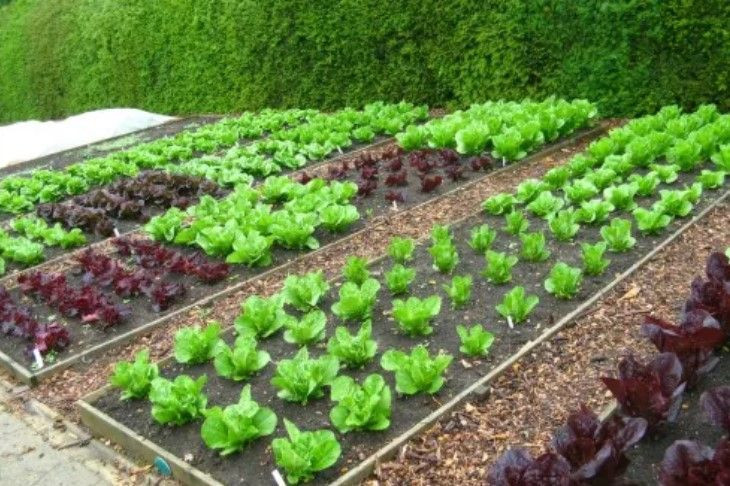 Hobi bahçesi için yeni düzenlemeler yolda: Ayrıntılar ortaya çıktı - Resim: 12
