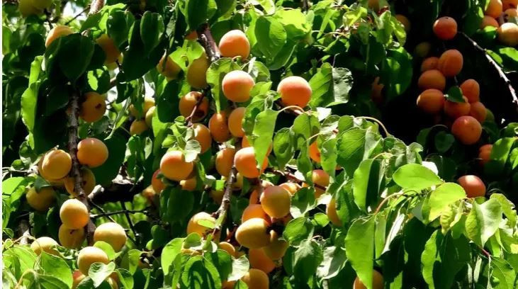 Günde 1350 lira kazandırıyor: Dev hasat başladı - Resim: 1