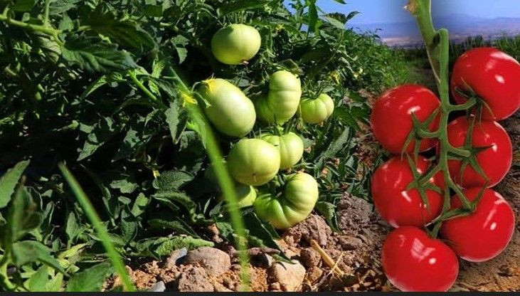20 domatesin 14'ünde zehir çıktı - Resim: 3