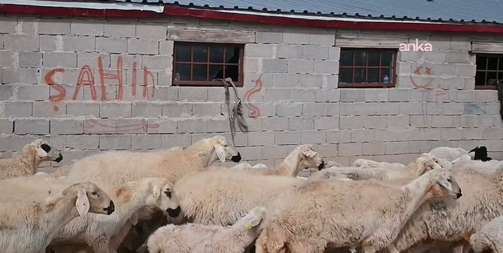Bölgede hayvancılığa can suyu: Devlet besicilere hayvan dağıttı - Resim: 15
