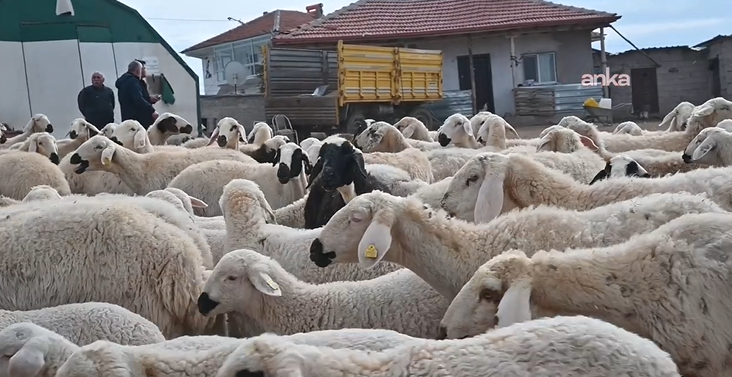 Bölgede hayvancılığa can suyu: Devlet besicilere hayvan dağıttı - Resim: 21