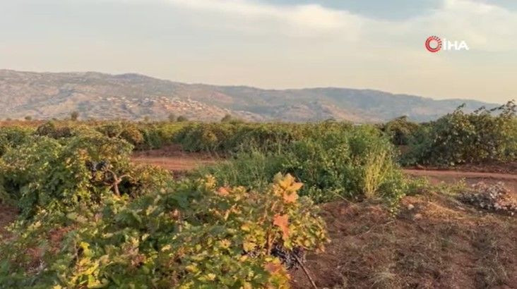 Bağlarda hasat başladı: Kilosu 70 liradan satılıyor - Resim: 4