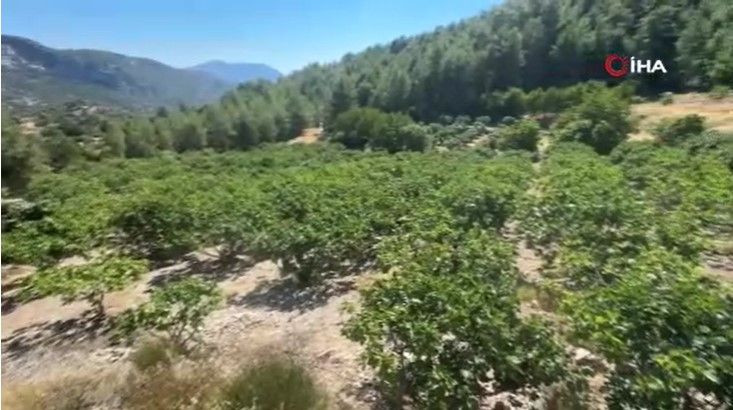 Tarlada 50 lira pazarda 80 liradan satılıyor: Düşük rekolte fiyatı vurdu - Resim: 2