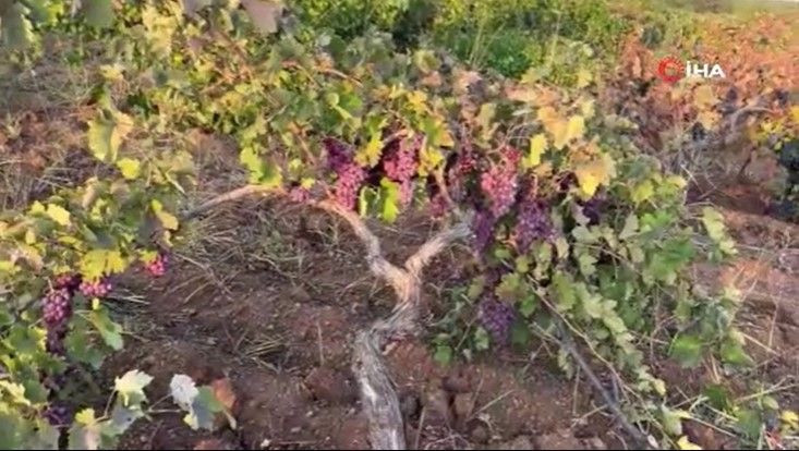Bağlarda hasat başladı: Kilosu 70 liradan satılıyor - Resim: 13