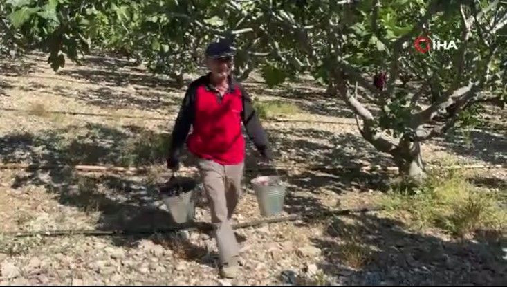 Tarlada 50 lira pazarda 80 liradan satılıyor: Düşük rekolte fiyatı vurdu - Resim: 5