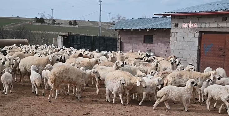 Bölgede hayvancılığa can suyu: Devlet besicilere hayvan dağıttı - Resim: 14
