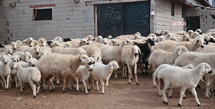 Bölgede hayvancılığa can suyu: Devlet besicilere hayvan dağıttı - Resim: 18
