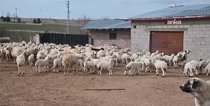 Bölgede hayvancılığa can suyu: Devlet besicilere hayvan dağıttı - Resim: 13