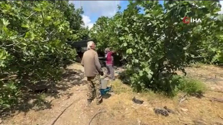 Tarlada 50 lira pazarda 80 liradan satılıyor: Düşük rekolte fiyatı vurdu - Resim: 3