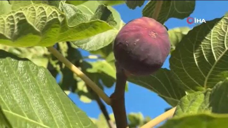 Tarlada 50 lira pazarda 80 liradan satılıyor: Düşük rekolte fiyatı vurdu - Resim: 19