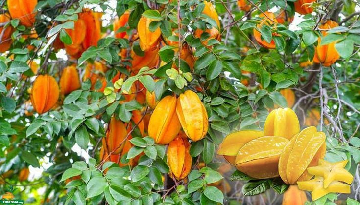 Tanesi 280 liradan kapış kapış satılıyor: Dev hasat başladı - Resim: 6