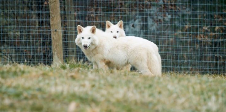 Jurassic Park gerçek oldu... 'Kurt'la yaptılar - Resim: 9