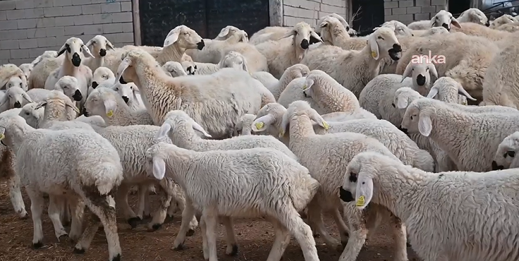 Bölgede hayvancılığa can suyu: Devlet besicilere hayvan dağıttı - Resim: 19