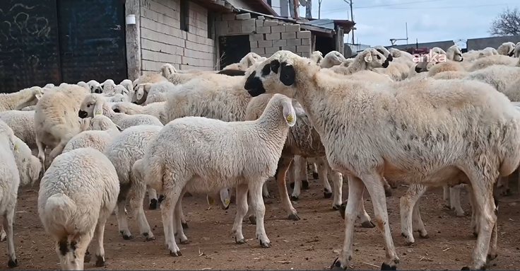 Bölgede hayvancılığa can suyu: Devlet besicilere hayvan dağıttı - Resim: 20