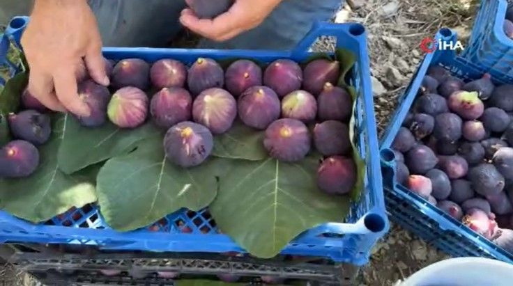 Tarlada 50 lira pazarda 80 liradan satılıyor: Düşük rekolte fiyatı vurdu - Resim: 11