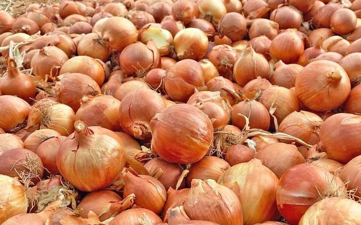 Soğan üreticilerinden ithalat uyarısı: Soğan ithal edilirse üretimi bırakırız - Resim: 3