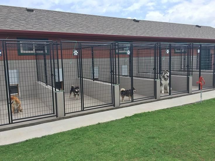 O ülkede sokak köpeği kalmadı... Başıboş köpek sorununu bu yöntemle çözdüler - Resim: 7