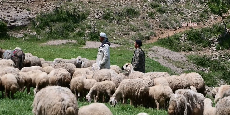 Bölgede hayvancılığa can suyu: Devlet besicilere hayvan dağıttı - Resim: 9