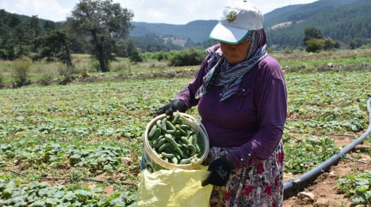 Tarlada kilosu 45 TL’ye düştü: Üretici dertli - Resim: 2