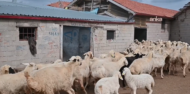 Bölgede hayvancılığa can suyu: Devlet besicilere hayvan dağıttı - Resim: 16