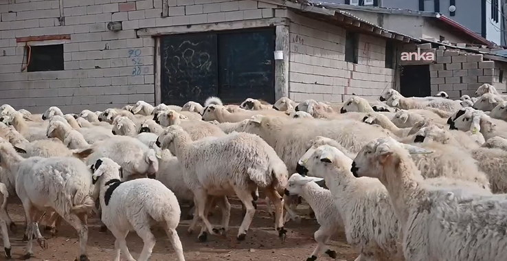 Bölgede hayvancılığa can suyu: Devlet besicilere hayvan dağıttı - Resim: 22