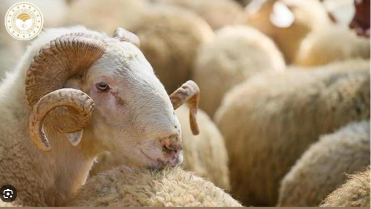 Kurbanlık fiyatları belli oldu, işte en ucuz il - Resim: 1