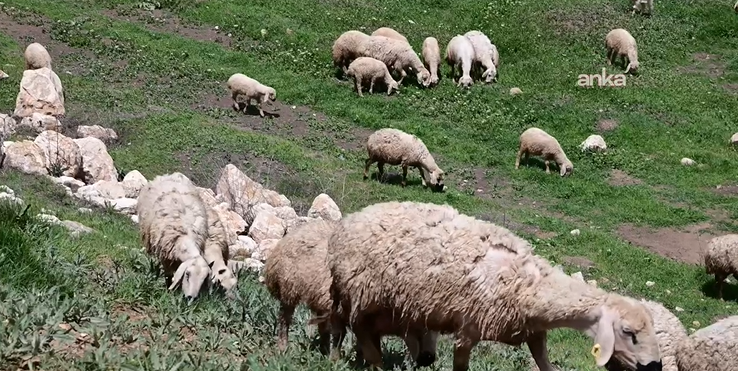 Bölgede hayvancılığa can suyu: Devlet besicilere hayvan dağıttı - Resim: 8