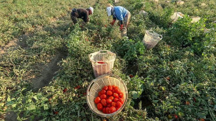Tarlada 30 liraya peynir ekmek gibi satılıyor: Dev hasat başladı - Resim: 3