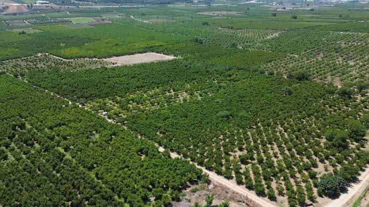 Fiyatı 70 liradan 5 TL’ye düştü: Üretici o ürün için dert yandı - Resim: 4