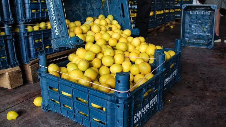 Türkiye'deki market limonlarında birden fazla pestisit çıktı - Resim: 2