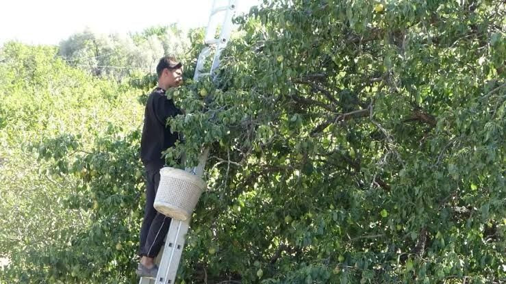 Kilosu 50 TL'den kasa kasa satılıyor: Taleplere yetişemiyorlar - Resim: 8