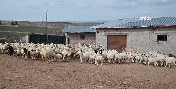 Bölgede hayvancılığa can suyu: Devlet besicilere hayvan dağıttı - Resim: 12