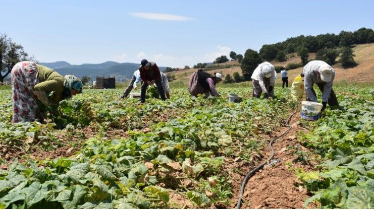 Tarlada kilosu 45 TL’ye düştü: Üretici dertli - Resim: 5