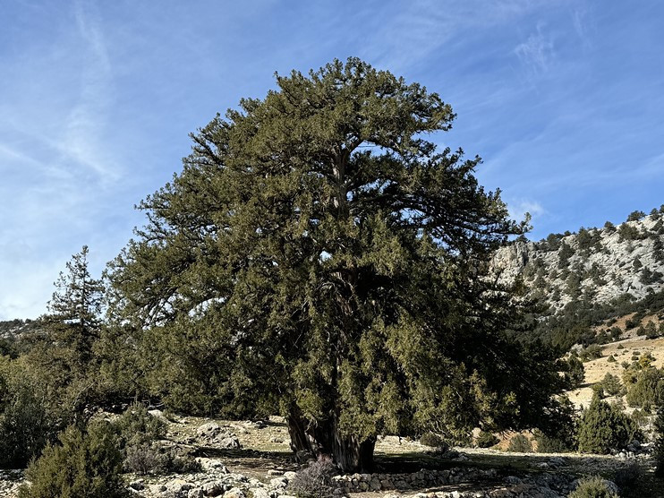 Karaman'da tarihe tanıklık eden dev: 1931 yaşındaki anıt ağacı - Resim : 1