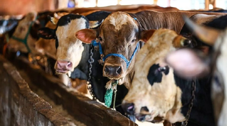 Tarım Kredi'den peş peşe zam: Arpa, mısır ve karma yeme yeni fiyat - Resim: 1