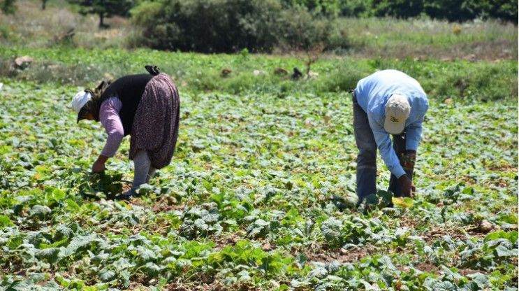 Tarlada kilosu 45 TL’ye düştü: Üretici dertli - Resim: 9