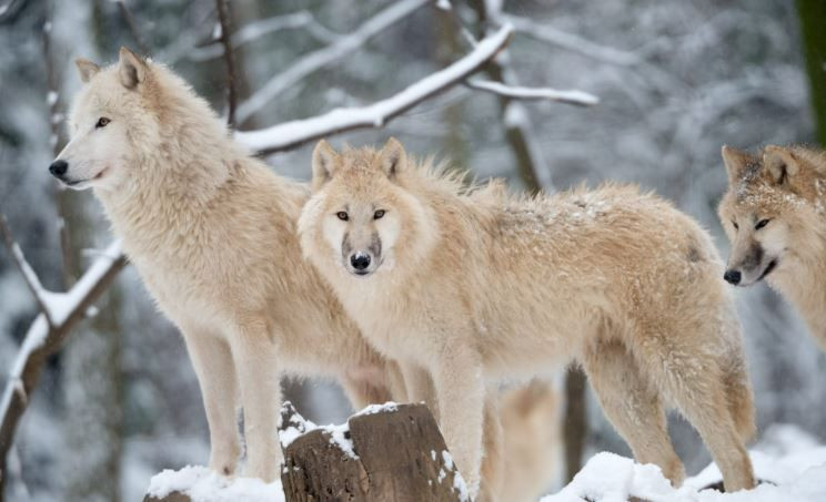 Jurassic Park gerçek oldu... 'Kurt'la yaptılar - Resim: 5
