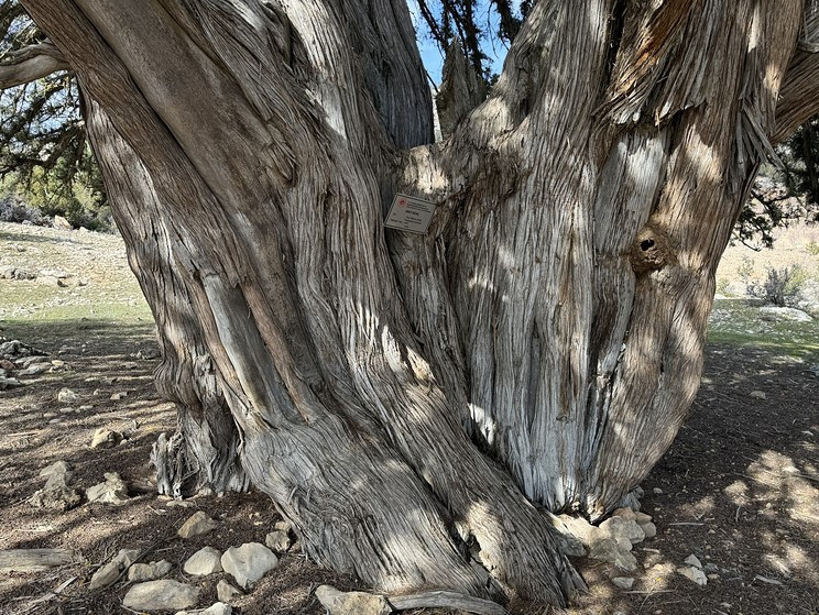 Karaman'da tarihe tanıklık eden dev: 1931 yaşındaki anıt ağacı - Resim : 2