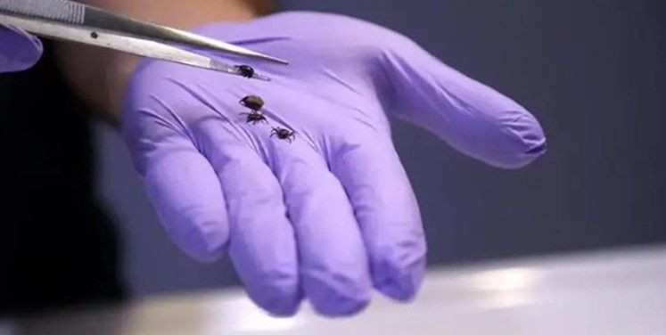 Bir ısırıkla başı döndü iştahtan kesildi: 15 gün sonra hayatını kaybetti - Resim: 8