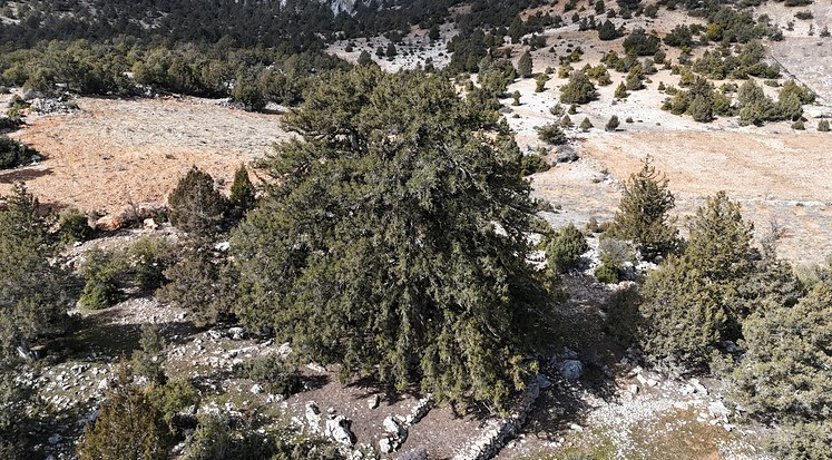 Karaman'da tarihe tanıklık eden dev: 1931 yaşındaki anıt ağacı - Resim : 3