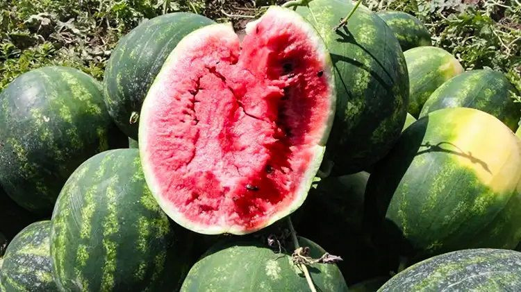 Karpuz hasadı başladı: Tarladaki fiyatı el yaktı - Resim: 3