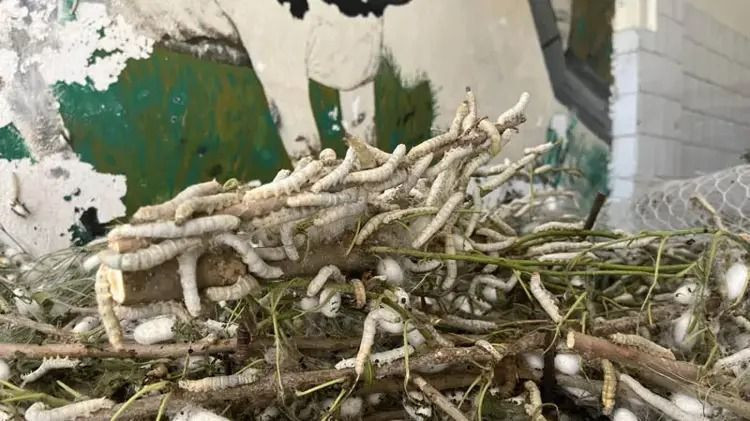 Evinin altında servet üretiyor: Kilosu 2 bin 300 liradan satılıyor - Resim: 7