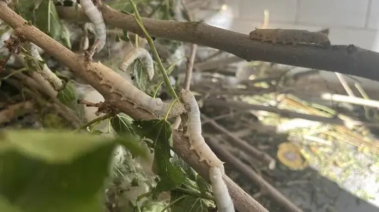 Evinin altında servet üretiyor: Kilosu 2 bin 300 liradan satılıyor - Resim: 9