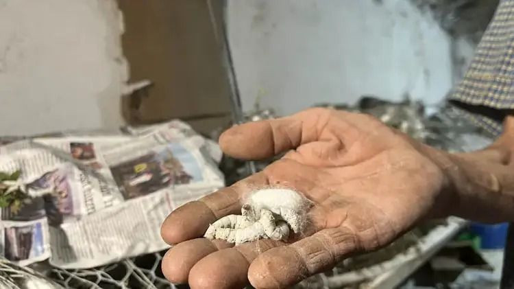 Evinin altında servet üretiyor: Kilosu 2 bin 300 liradan satılıyor - Resim: 5