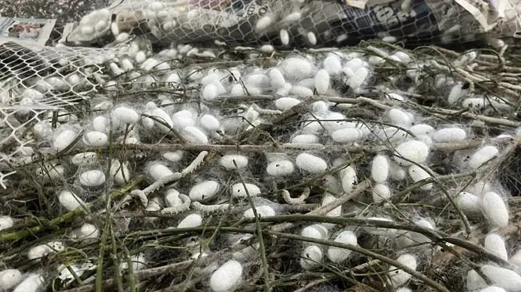 Evinin altında servet üretiyor: Kilosu 2 bin 300 liradan satılıyor - Resim: 6